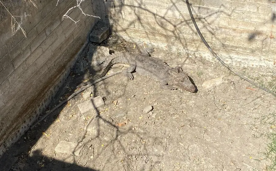 caiman-oaxaca