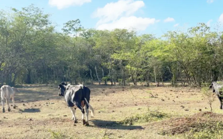 ganador_robo_vacas