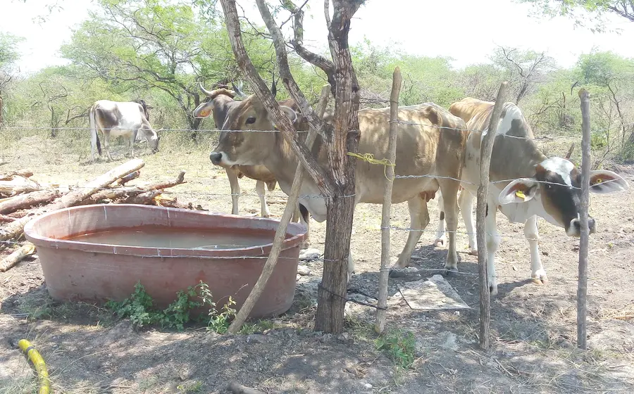 ganado
