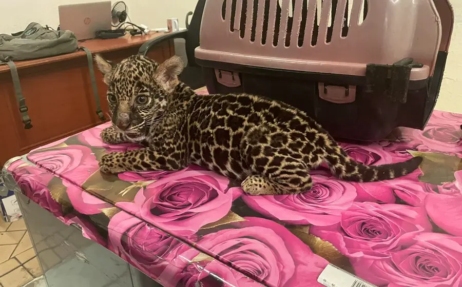 jaguar-oaxaca1