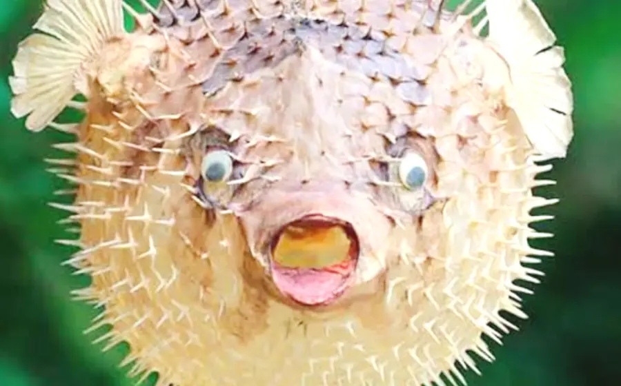 El fugu es el nombre que en Japón tiene el pez globo.