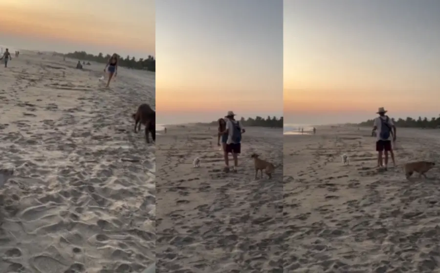 mazunte_oaxaca_perro_maltarto