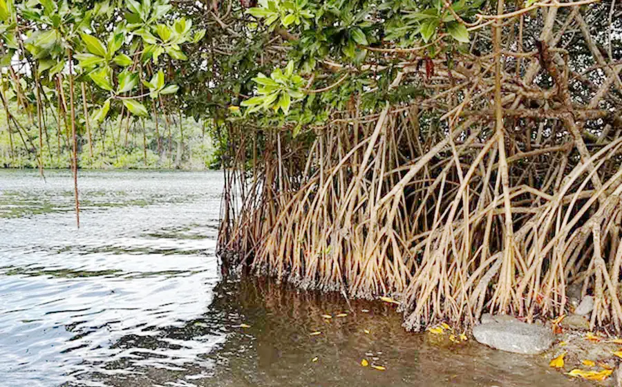 manglar-costa1