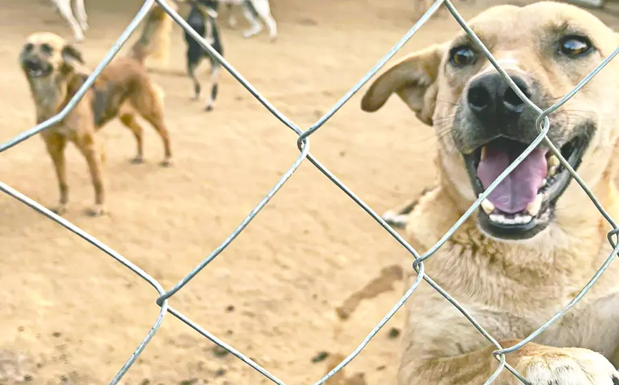 patitas-felices1
