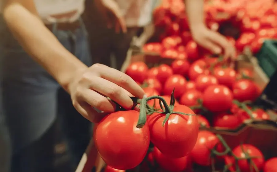 El precio del jitomate registró una significativa disminución en los últimos días, llegando a ofertarse hasta en 4 pesos por kilogramo.