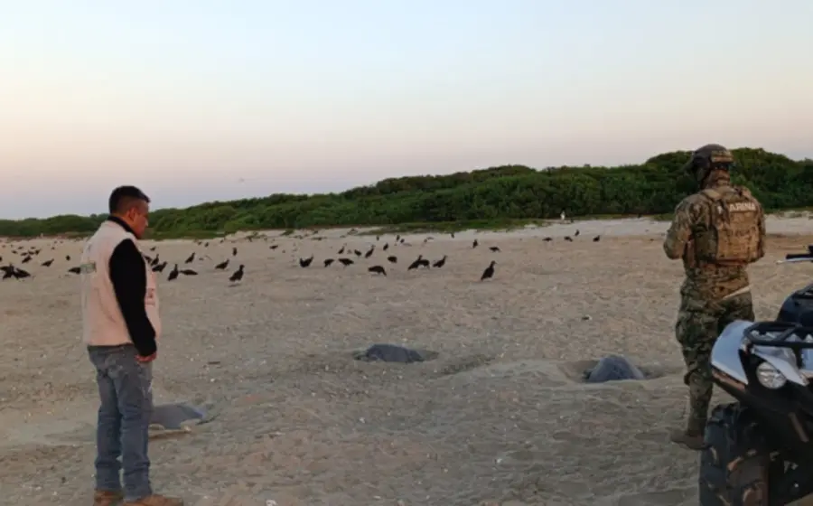 Semar, a través de la Armada de México, en coordinación con otras instituciones, realiza las acciones necesarias para la preservación de la fauna en los mares mexicanos.
