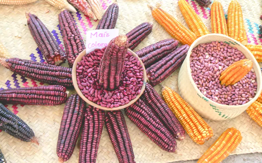 Expuso legislador zapoteco que el cultivo de maíz surgió en México desde hace más de 8 mil años.