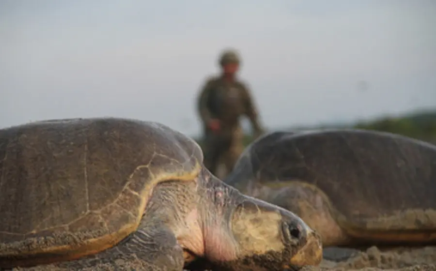tortugas-semar