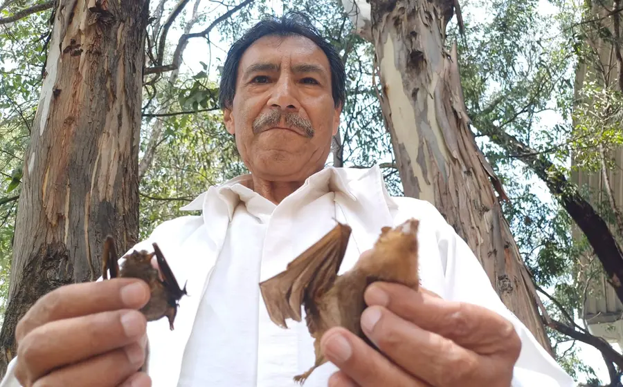 Hongo-síndrome-nariz-blanca-murciélagos-Oaxaca-1.jpeg 
