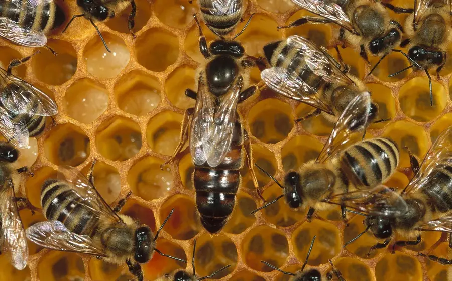 Oaxaca-piquetes-abeja-México-1