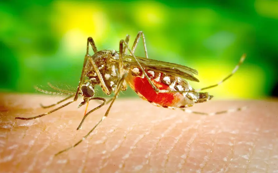 Zika-Oaxaca-sin-detección-casos-2025.jpg