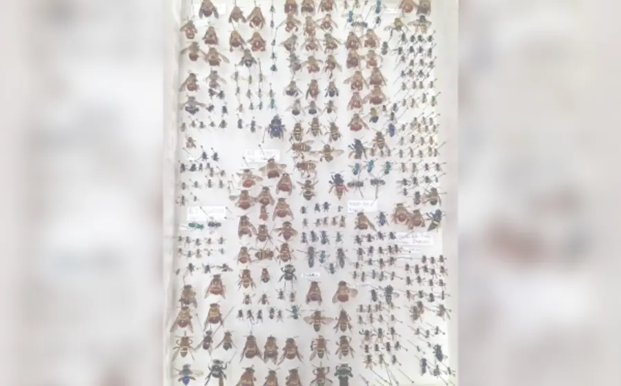 abejas_oaxaca 