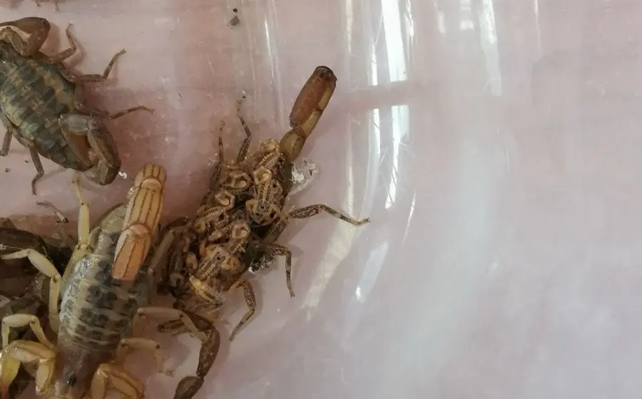 insectos_picaduras