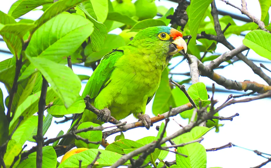 aves-ventas2
