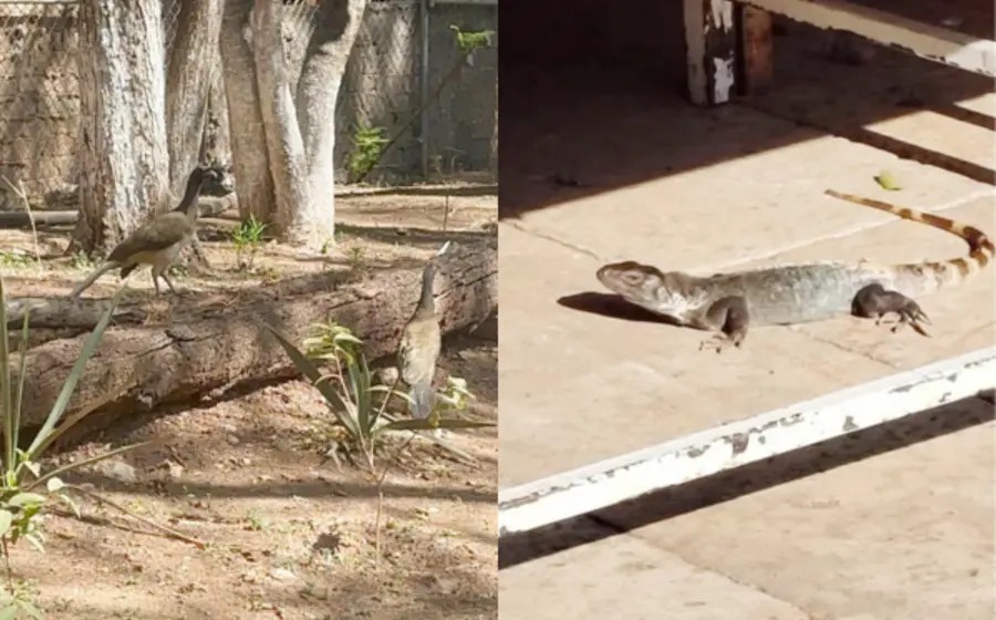 avistan-aves-reptiles-Huajuapan.png