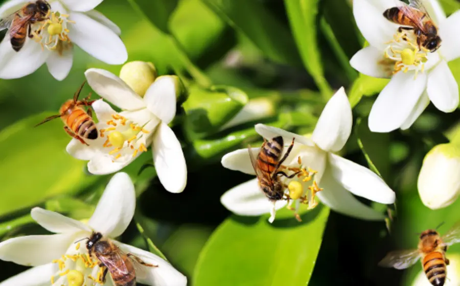 abejas_día_