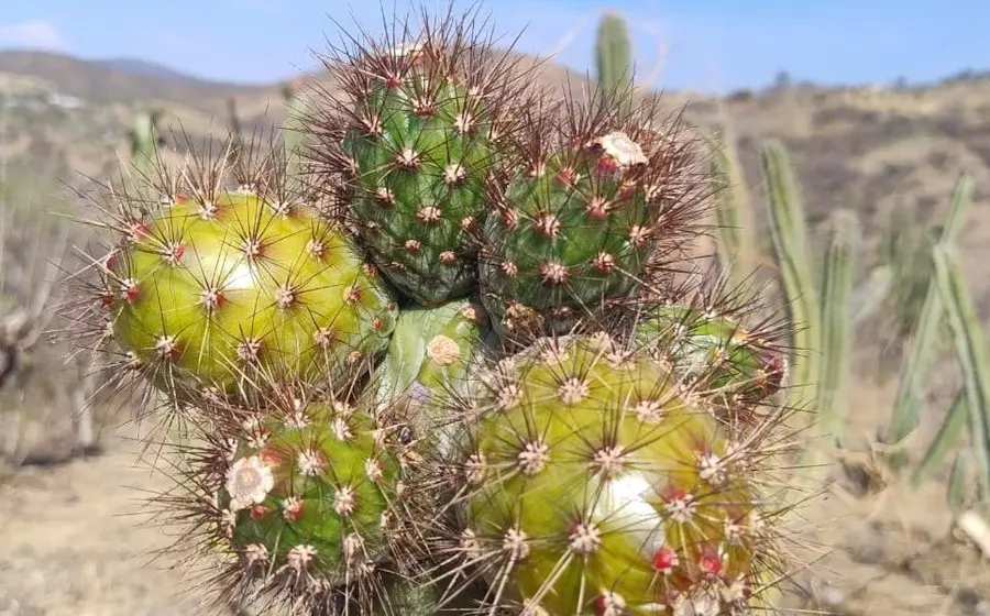 feria-pitaya1