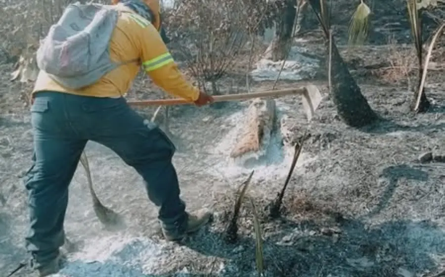 incendio_oaxaca_forestal 