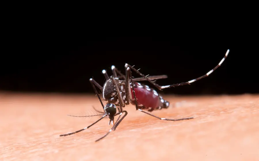 mosquito-dengue