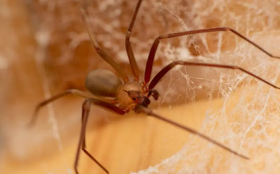 picadura-araña1