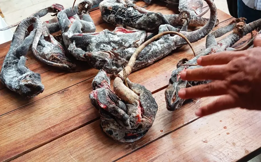 taxidermia
