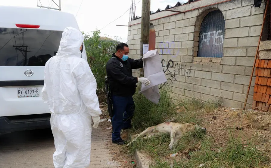 El animal fue atacado a cuchillazos. Foto: Fiscalía de Oaxaca