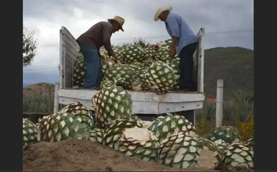 En Oaxaca, la variación porcentual real respecto al primer trimestre del 2025 fue de -2.3%. Foto: Archivo Noticias