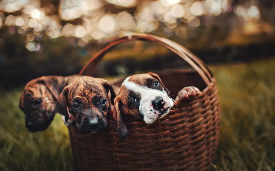 Conocer la dieta adecuada para nuestras mascotas es esencial para garantizar su salud y bienestar.
