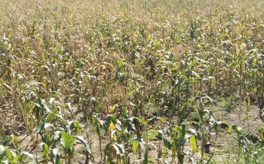 Un campesino observa su parcela de tierra, reflejando la crisis y el abandono del campo por la falta de apoyos federales.