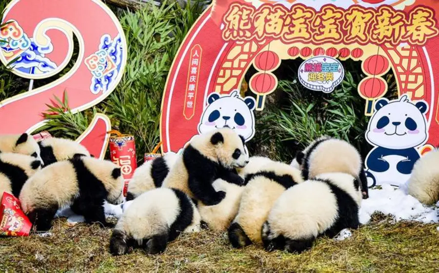 Un oso panda gigante en un centro de cría en China, como parte del significativo aumento de la población en cautiverio de la especie.