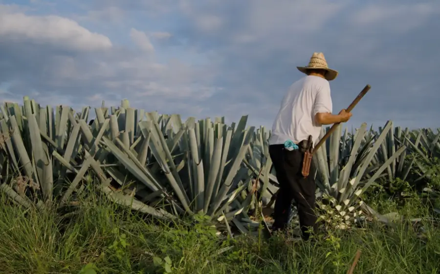 Amplios campos de cultivo de agave para mezcal reemplazando la cobertura forestal de las selvas caducifolias en una ladera de Oaxaca.