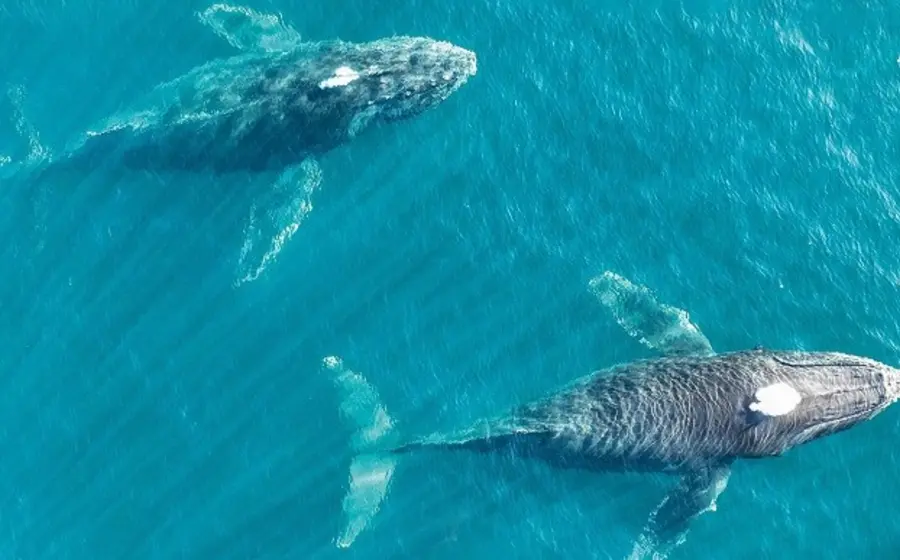 Una ballena jorobada salta fuera del agua en la costa de Puerto Ángel durante la celebración del primer Ballena Fest 2025.