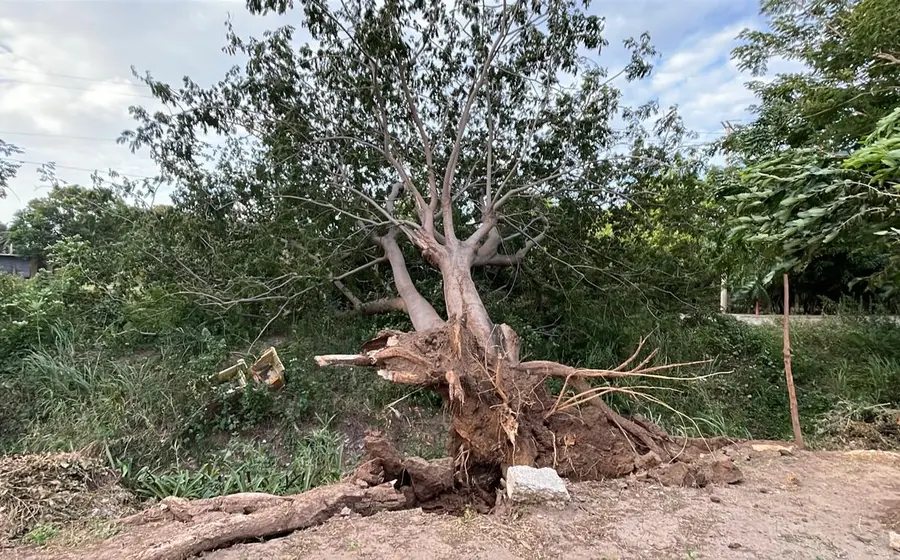 Imagen de las afectaciones materiales provocadas por el frente frío en Juchitán, donde la masa de aire polar genera un ambiente gélido.