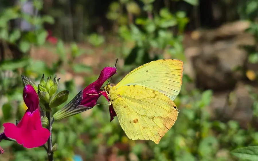 Una de las 47 especies de mariposas que habitan en el Parque Estatal Cerro del Fortín, posada sobre una flor en su hábitat natural.