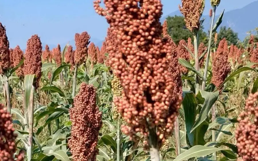 Productores de sorgo en Lieza enfrentan altos costos de cosecha que superan los 7 mil pesos por hectárea, agravando la crisis por bajos precios.