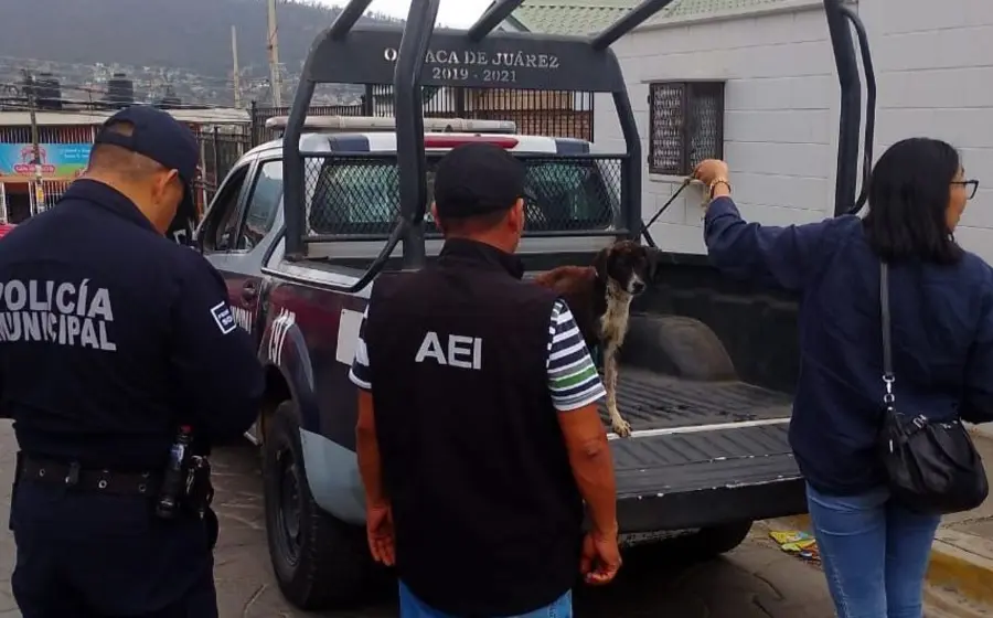 Un perro víctima de maltrato es auxiliado durante su rescate en una vivienda del fraccionamiento Montoya.