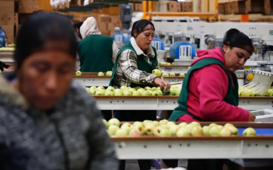 Uso de tecnología avanzada para recolectar datos cuantificables y modernizar la industria de la manzana en el estado de Chihuahua.
