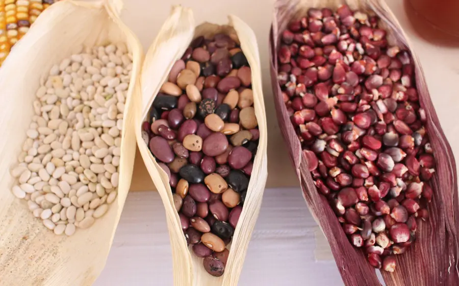 La comunidad de Unión Zapata celebra la riqueza del maíz nativo, un pilar de la agrobiodiversidad que hace de Oaxaca un epicentro nacional.