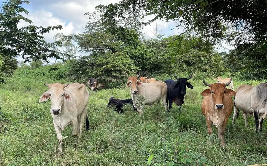 Un grupo de médicos veterinarios se encuentra en un rancho del Istmo aplicando tratamientos al ganado para combatir el gusano barrenador.