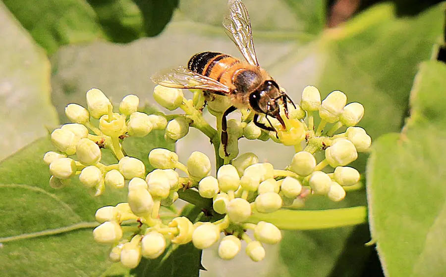 Abejas atacaron a una persona en el Fraccionamiento Santo Domingo.