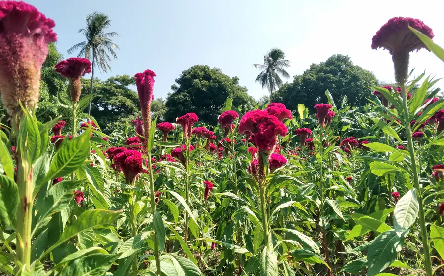  Listos, los campos de flores.