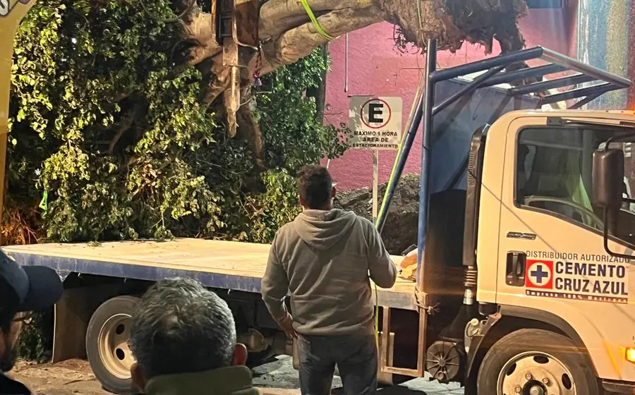  El árbol de 40 años estará bajo cuidado intensivo.
