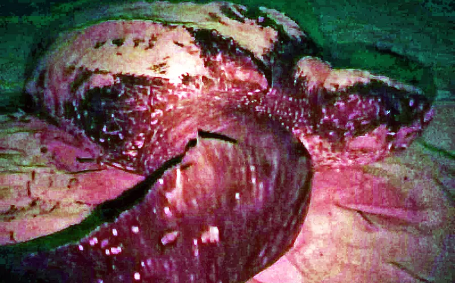 La tortuga laúd anida en el Santuario de octubre a marzo.