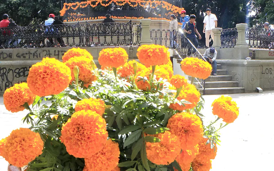 El Zócalo ya está adornado con las flores tradicionales.