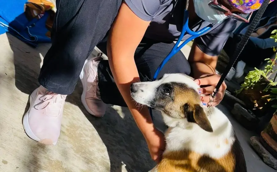 Los perros están disponibles para ser adoptados.