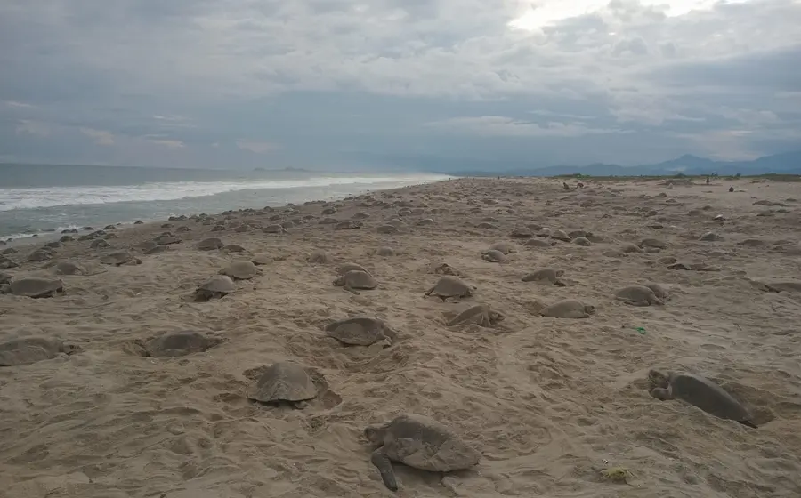 En la temporada actual se han contabilizado 369, 715 tortugas.