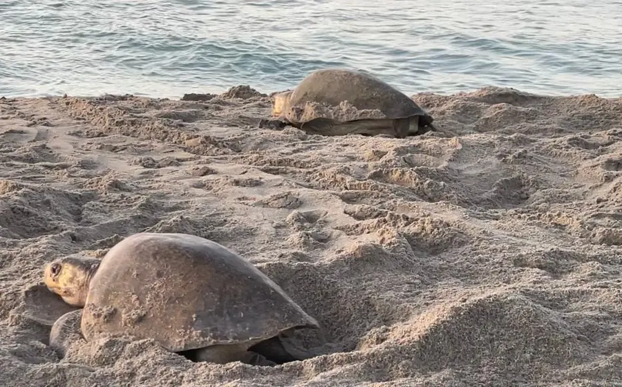  PROFEPA mantiene operativos diurnos y nocturnos, en coordinación con la secretaría de Marina Armada de México, para proteger los nidos y evitar el saqueo de los huevos de tortuga.