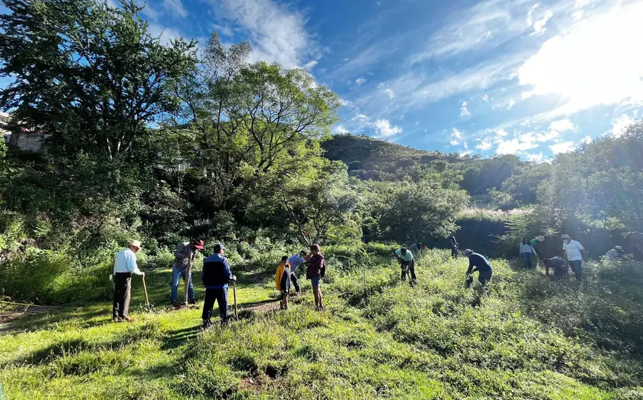 Las plantas que se colocarán en la reforestación son endémicas.