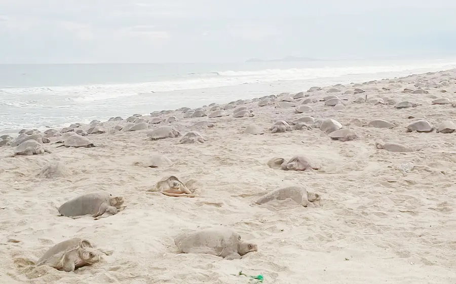 cada tortuga deposita en promedio 100 huevos y en consecuencia, se estima una producción cercana a 20 millones de huevos. ## Foto: Octavio Vélez