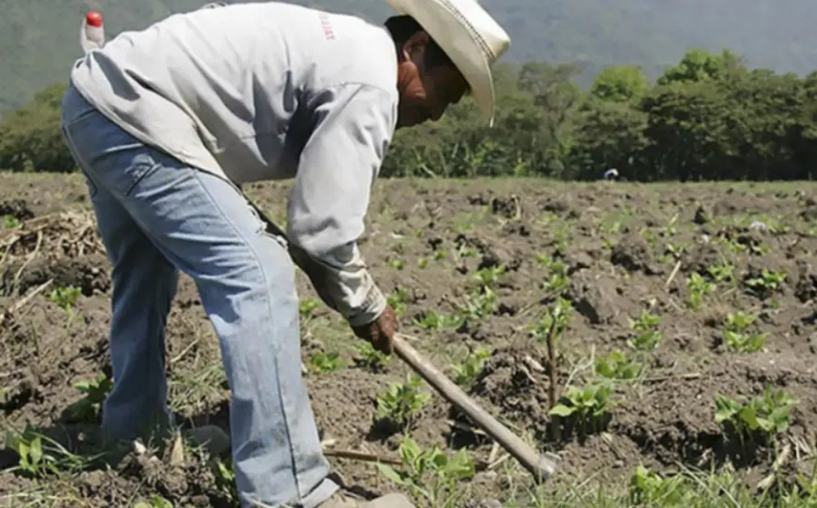Los agricultores enfrentan altos costos operativos.